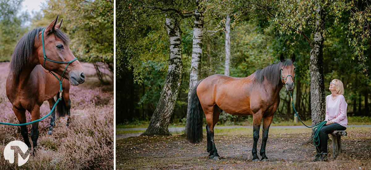fotoshoot van een paard in de heide