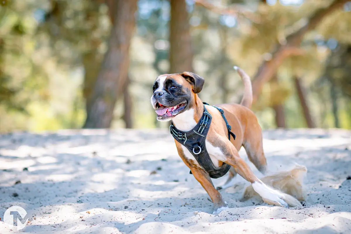 Dierenfotografie in  Loonse en Drunense duinen.