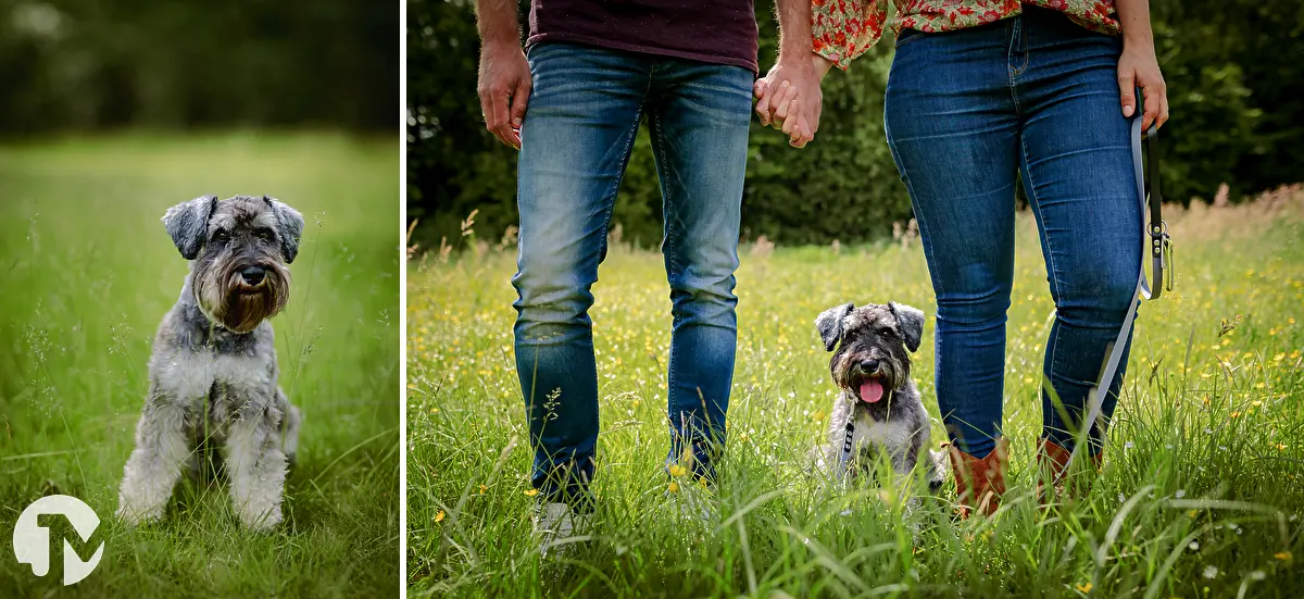 Fotoshoots met honden in Brabant | Waawlijk
