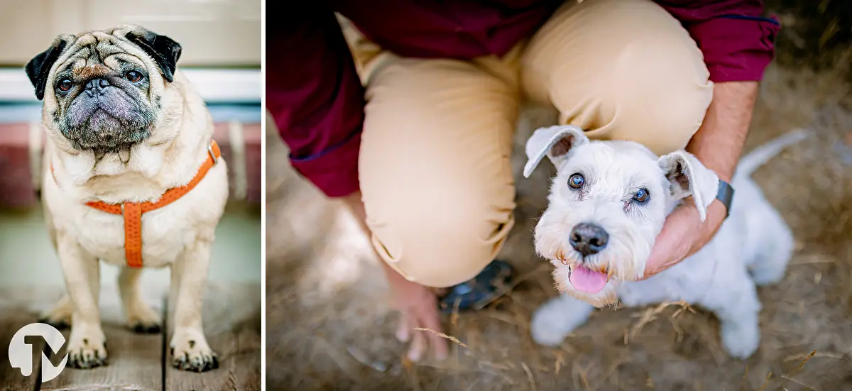 Ontspannen fotoshoot met hond in Brabant.