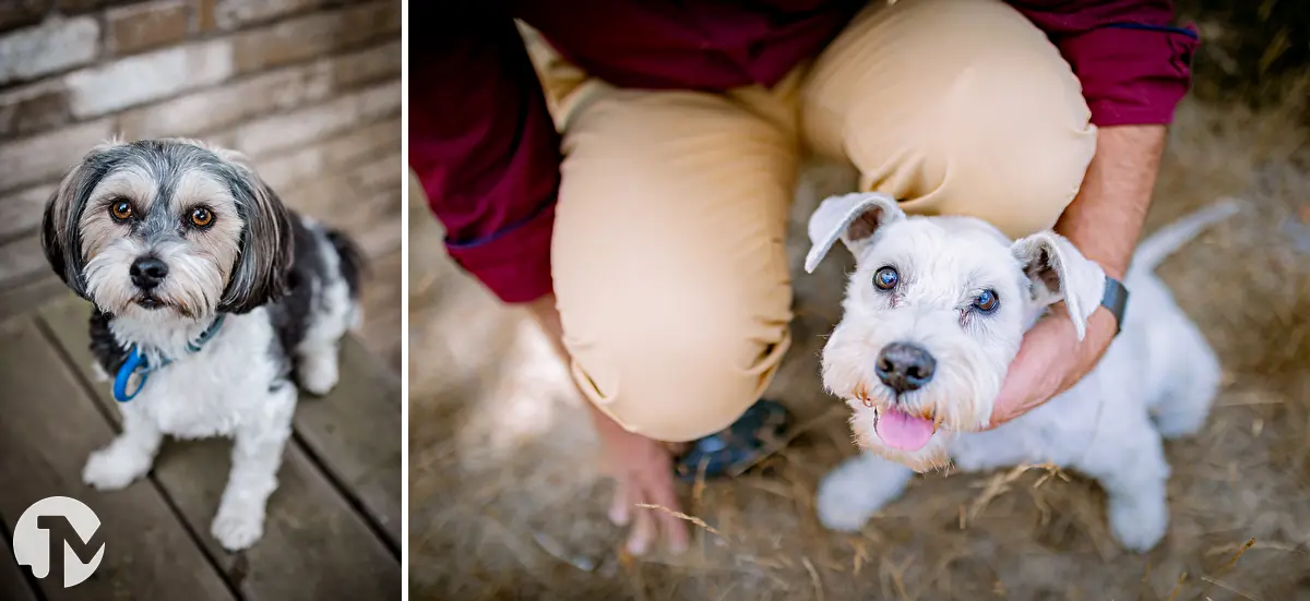 Fotoshoots met honden in Brabant | Waawlijk