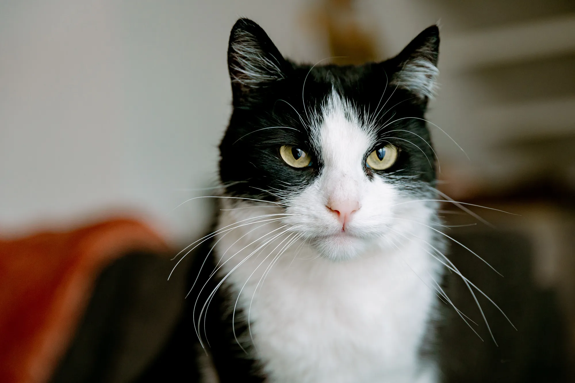 Dierenfotografie in Waalwijk