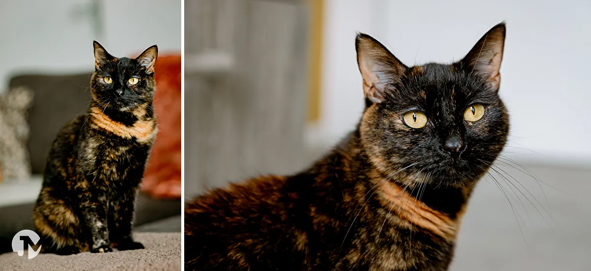 Dieren fotografie Brabant