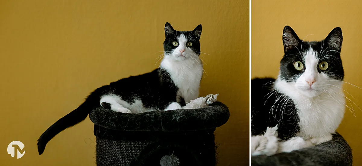 Zwart wit kat met mosterdkleurige achtergrond tijdens dierenfotografie.