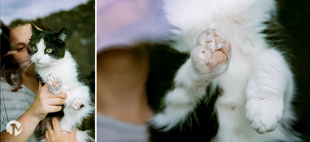 Dierenfotografie Waalwijk.