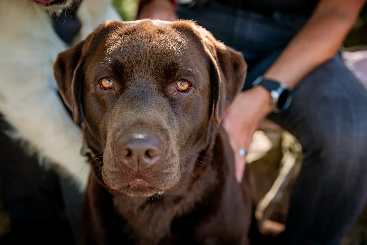 Fotoshoot met hond buiten op locatie.