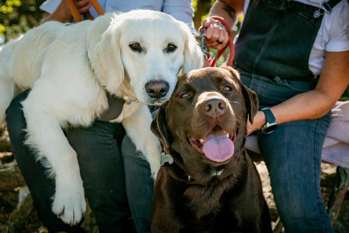Fotoshoot met twee honden in de Loonse en Drunense duinen.