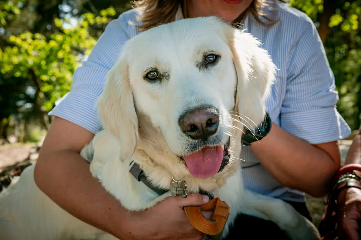 Fotoshoot met hond buiten op locatie.
