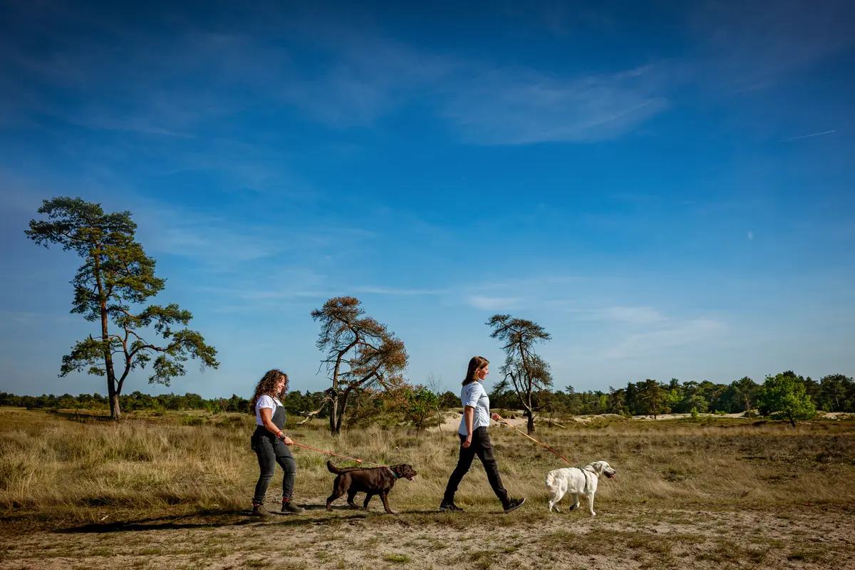 Fotoshoot met twee honden en hun baasjes in de Drunense duinen in het golden hour.