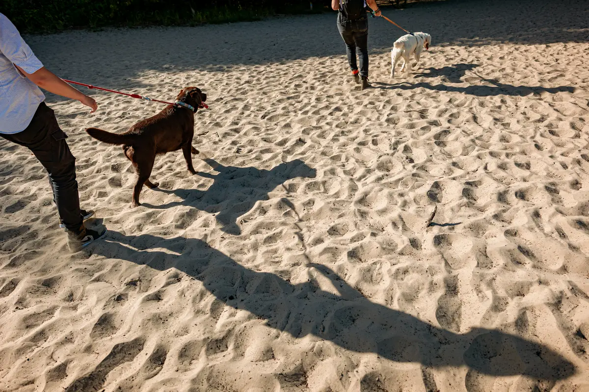 Fotoshoot met twee honden en hun baasjes in de Drunense duinen in het golden hour.