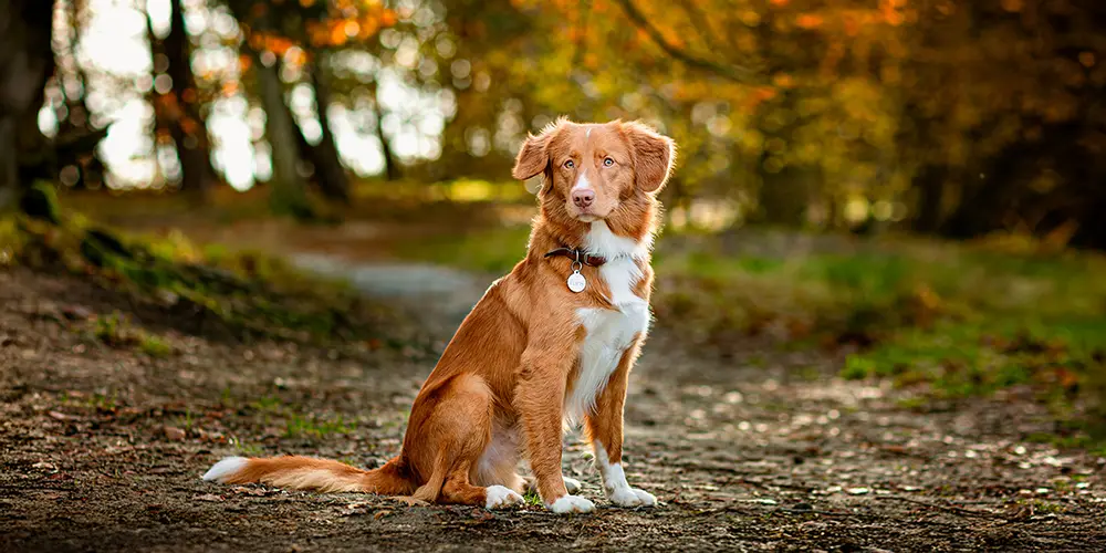 Hond zit in het bos tijdens een herfst dieren fotoshoot met mooi achtergrond licht in Brabant